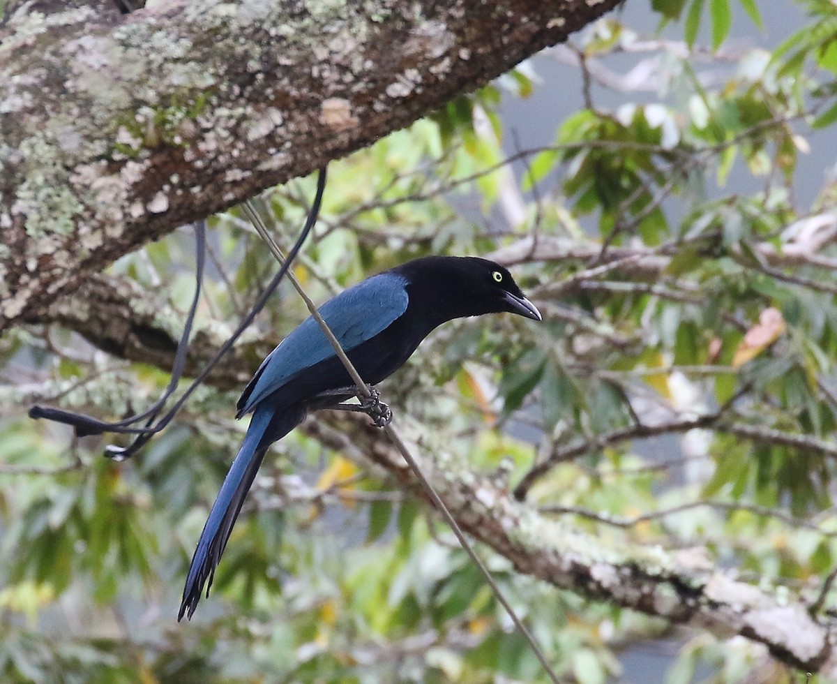 Bushy-crested Jay - ML135996951