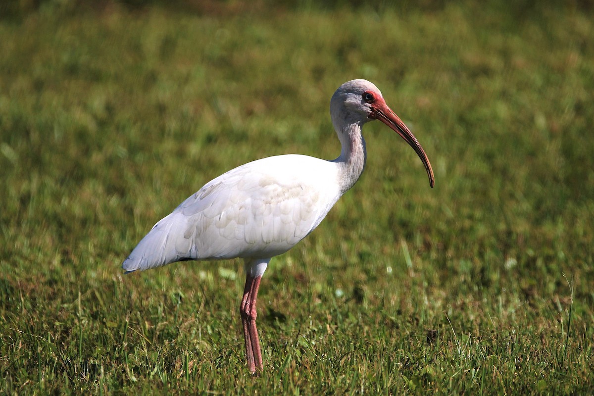 White Ibis - ML135998511