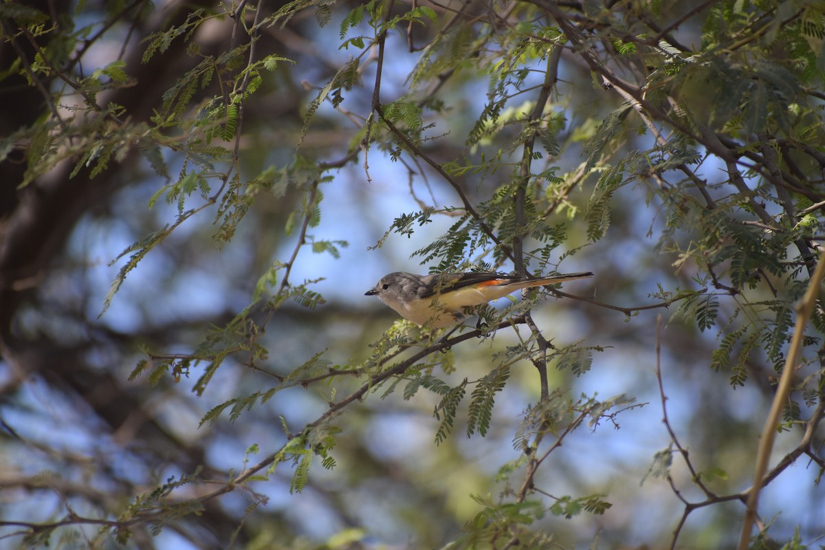 Zwergmennigvogel - ML135999571