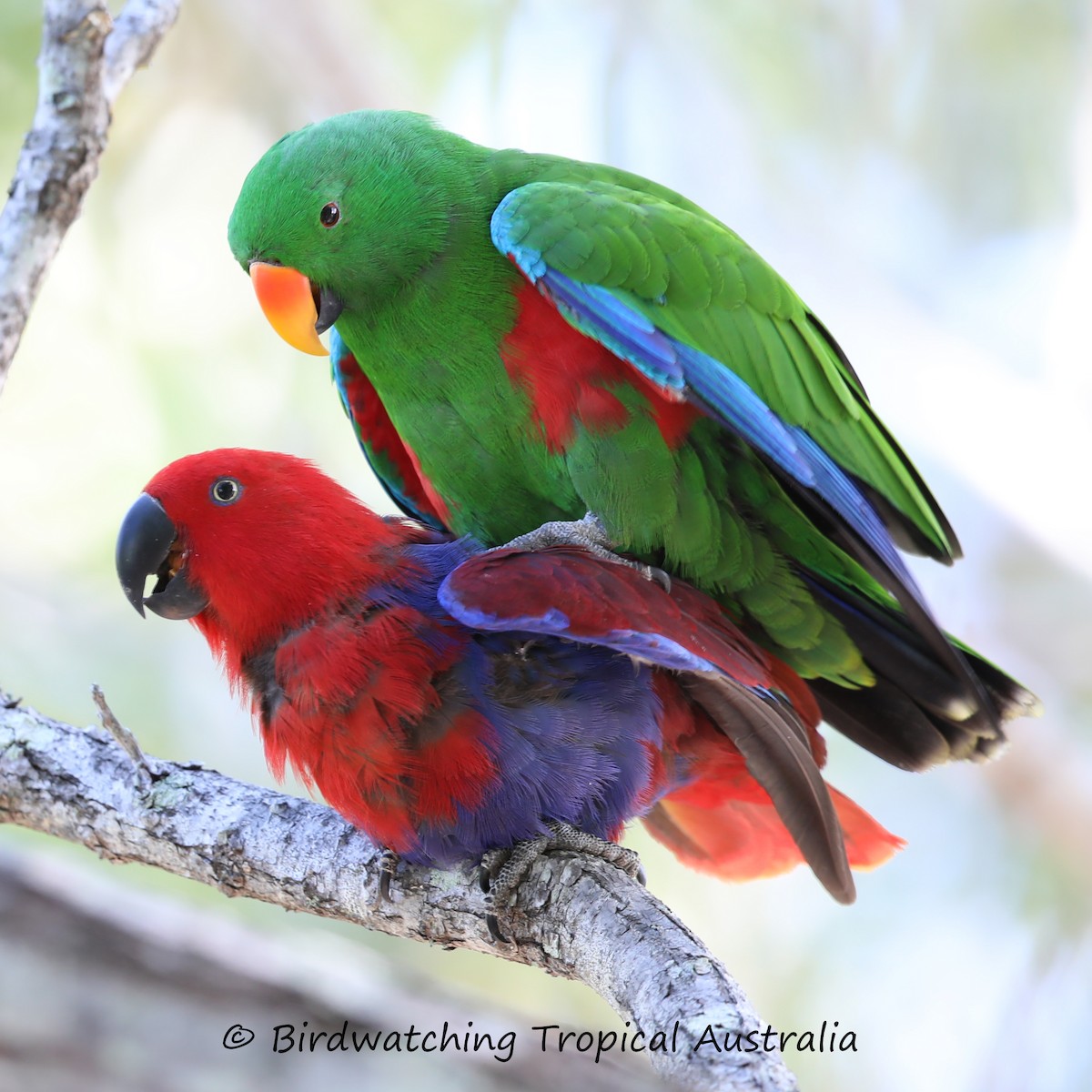 Papuan Eclectus - ML136000121