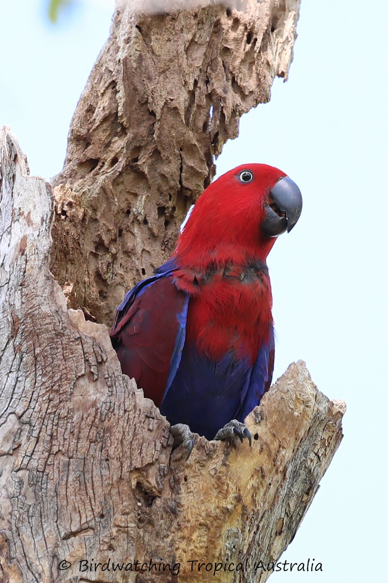 Papuan Eclectus - ML136000361