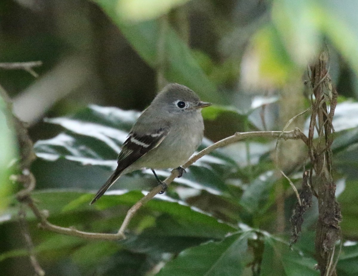 Hammond's Flycatcher - ML136000761