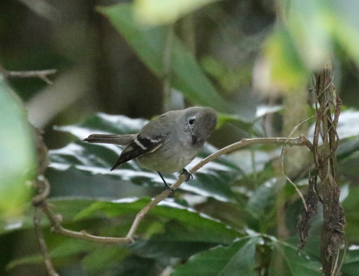 Hammond's Flycatcher - ML136000811