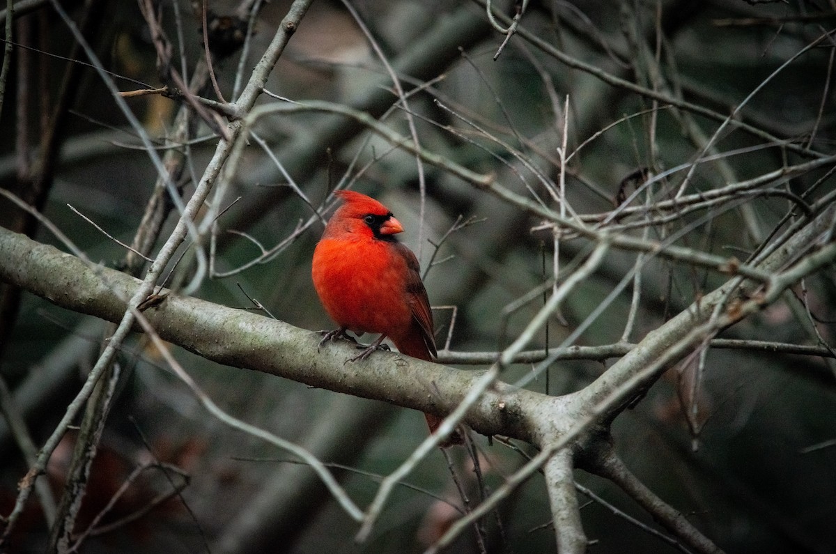 Northern Cardinal - ML136003711