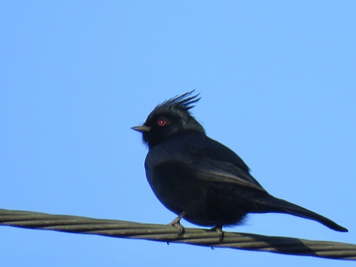 Capulinero Negro - ML136006011