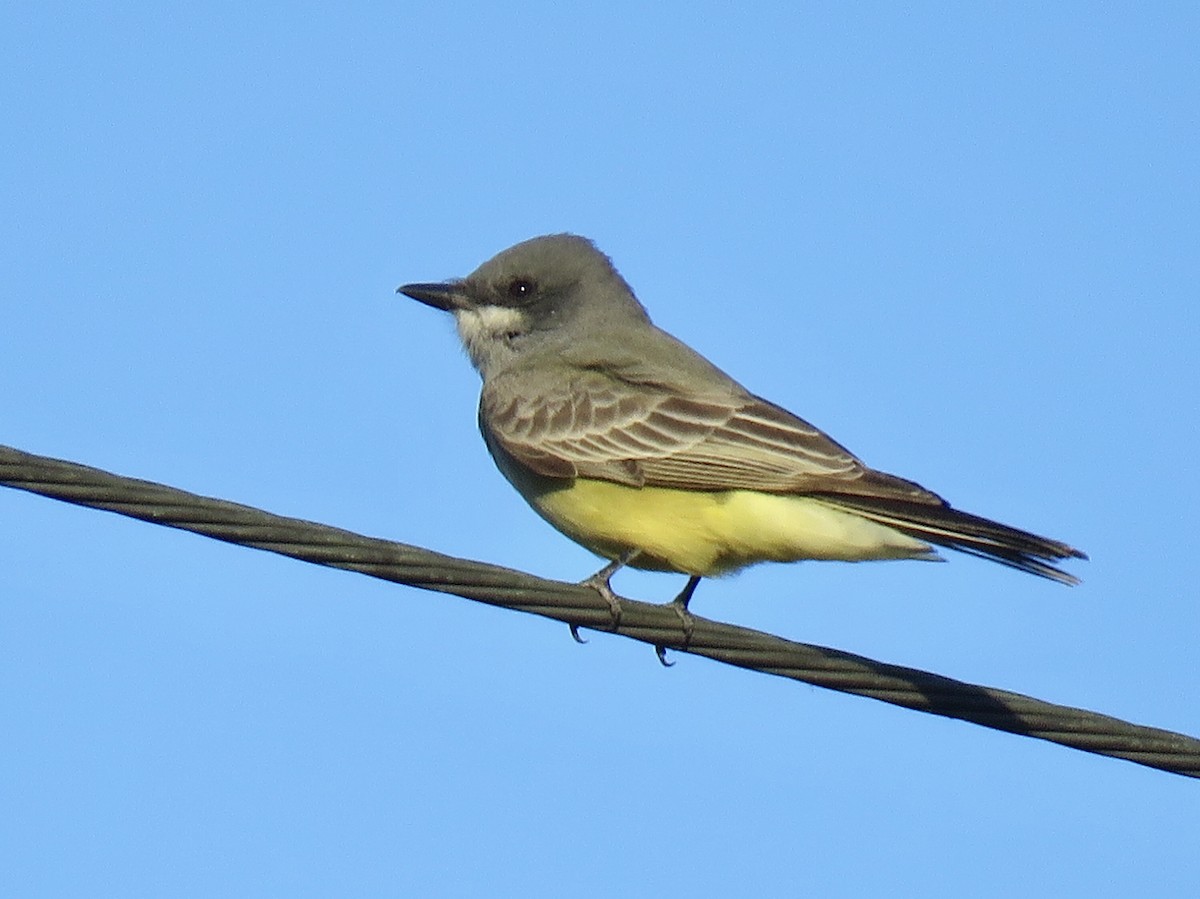 Cassin's Kingbird - ML136006111