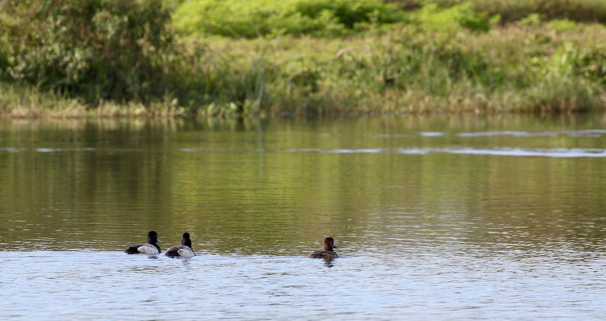 Greater Scaup - ML136007641