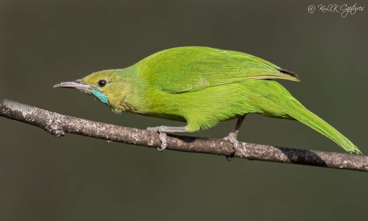 Jerdon's Leafbird - Kishore Bakshi