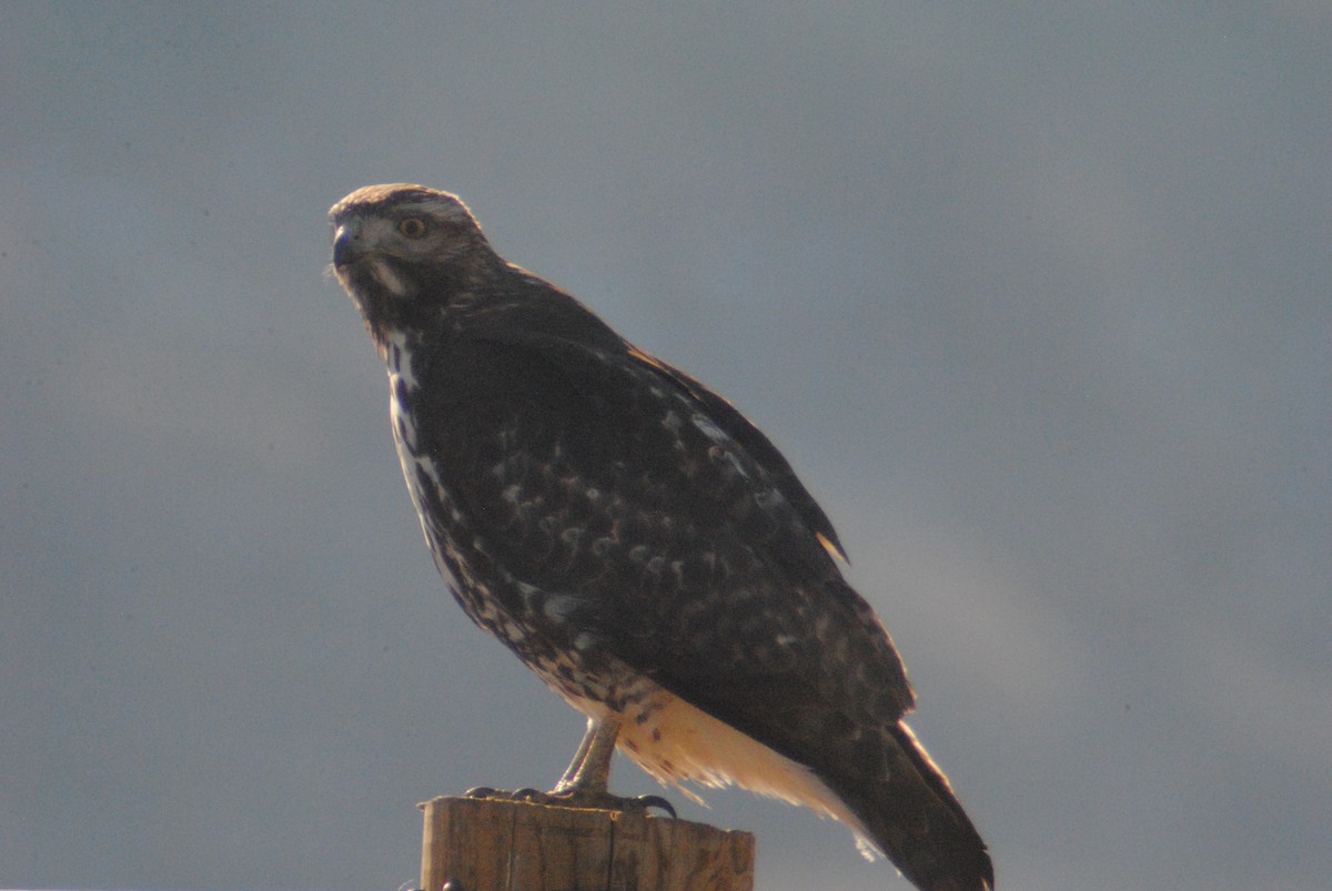 Red-tailed Hawk (calurus/alascensis) - Sean Cozart