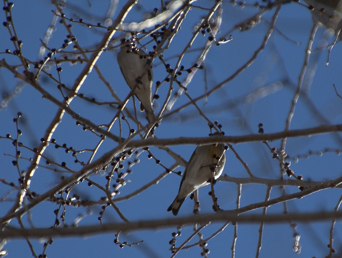 Lawrence's Goldfinch - ML136011041