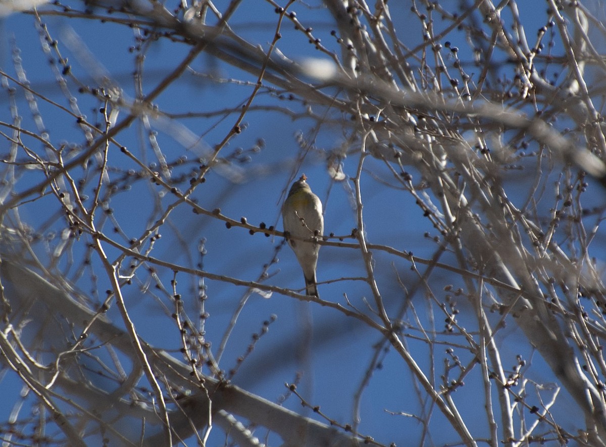 Lawrence's Goldfinch - ML136011091
