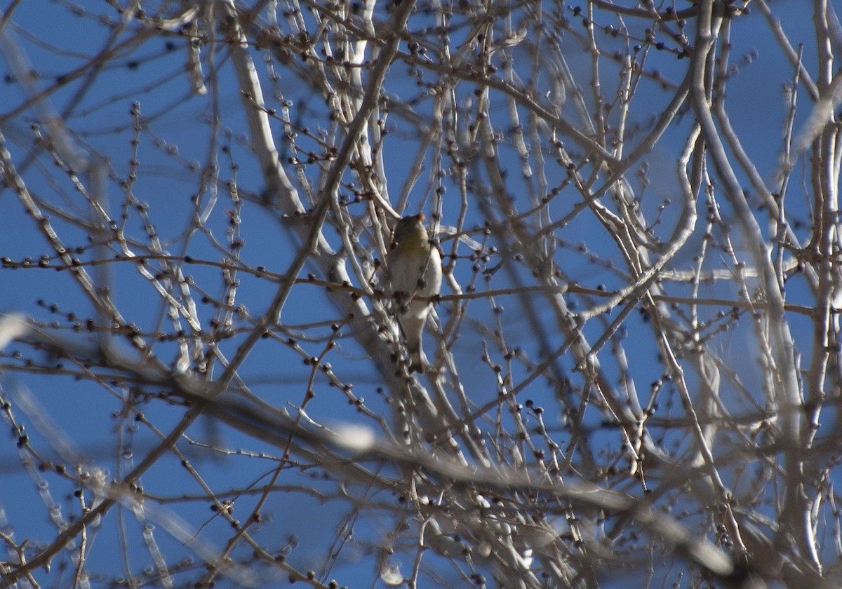 Lawrence's Goldfinch - ML136011101