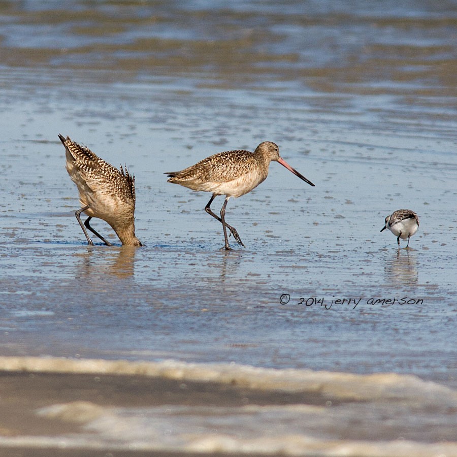 Marbled Godwit - ML136013561