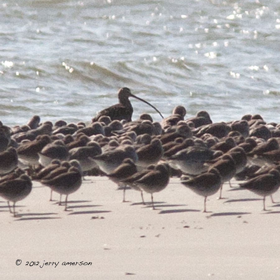 Long-billed Curlew - ML136014421