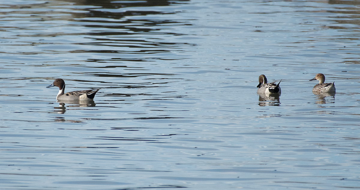 Northern Pintail - ML136016101