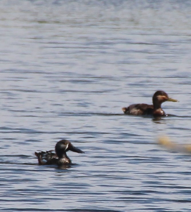 Australasian Shoveler - ML136016931