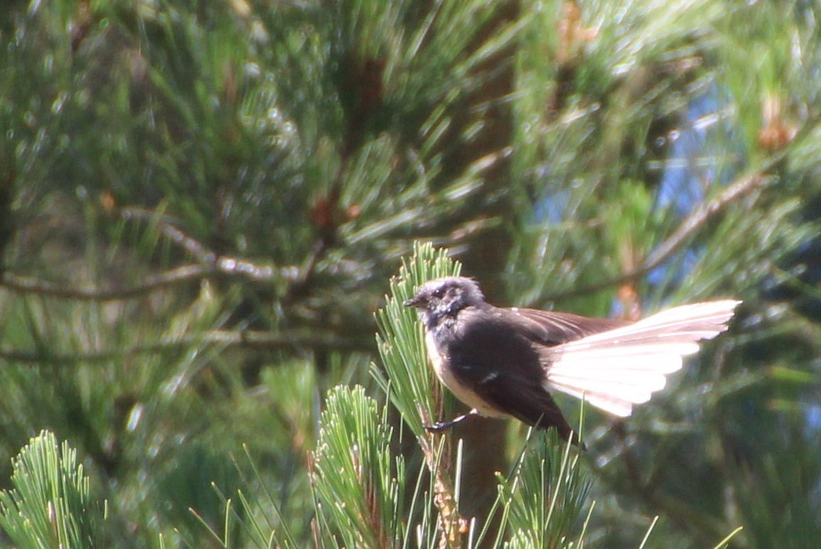 New Zealand Fantail - ML136017541