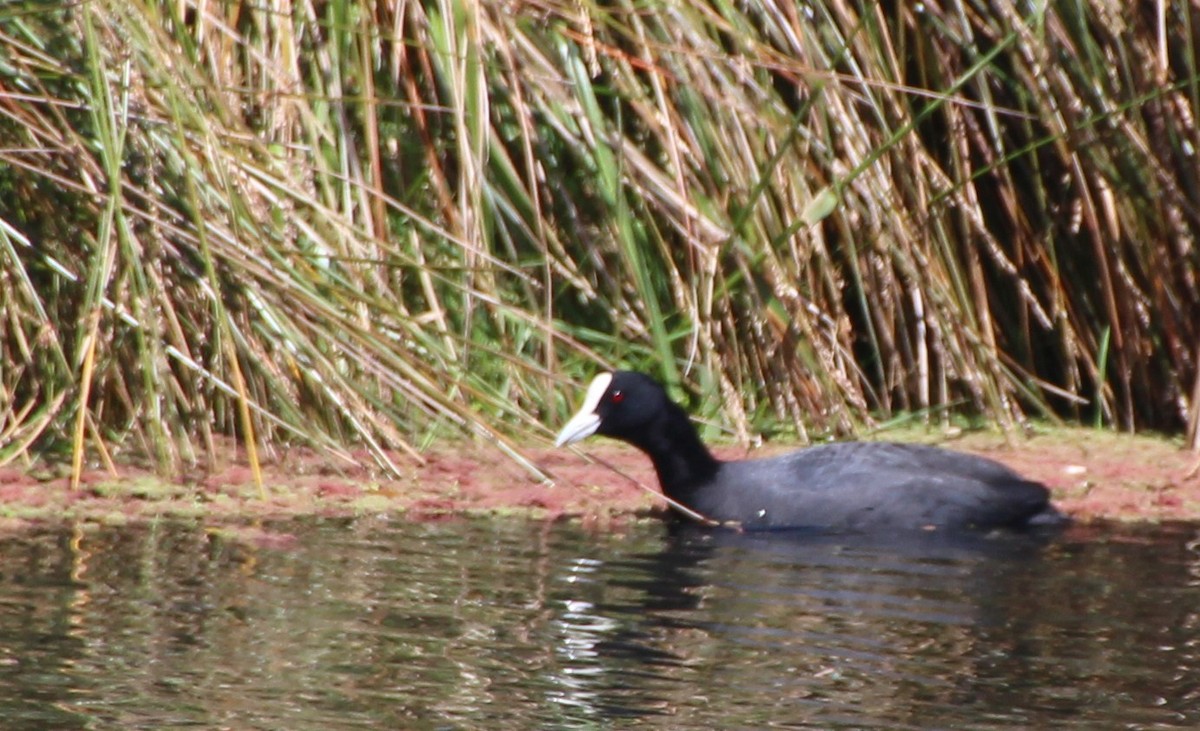 Eurasian Coot - ML136017791