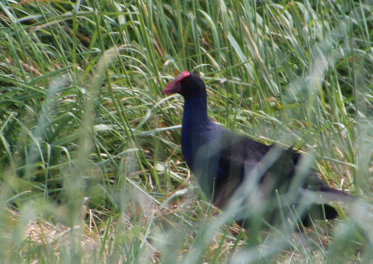 Australasian Swamphen - ML136017871