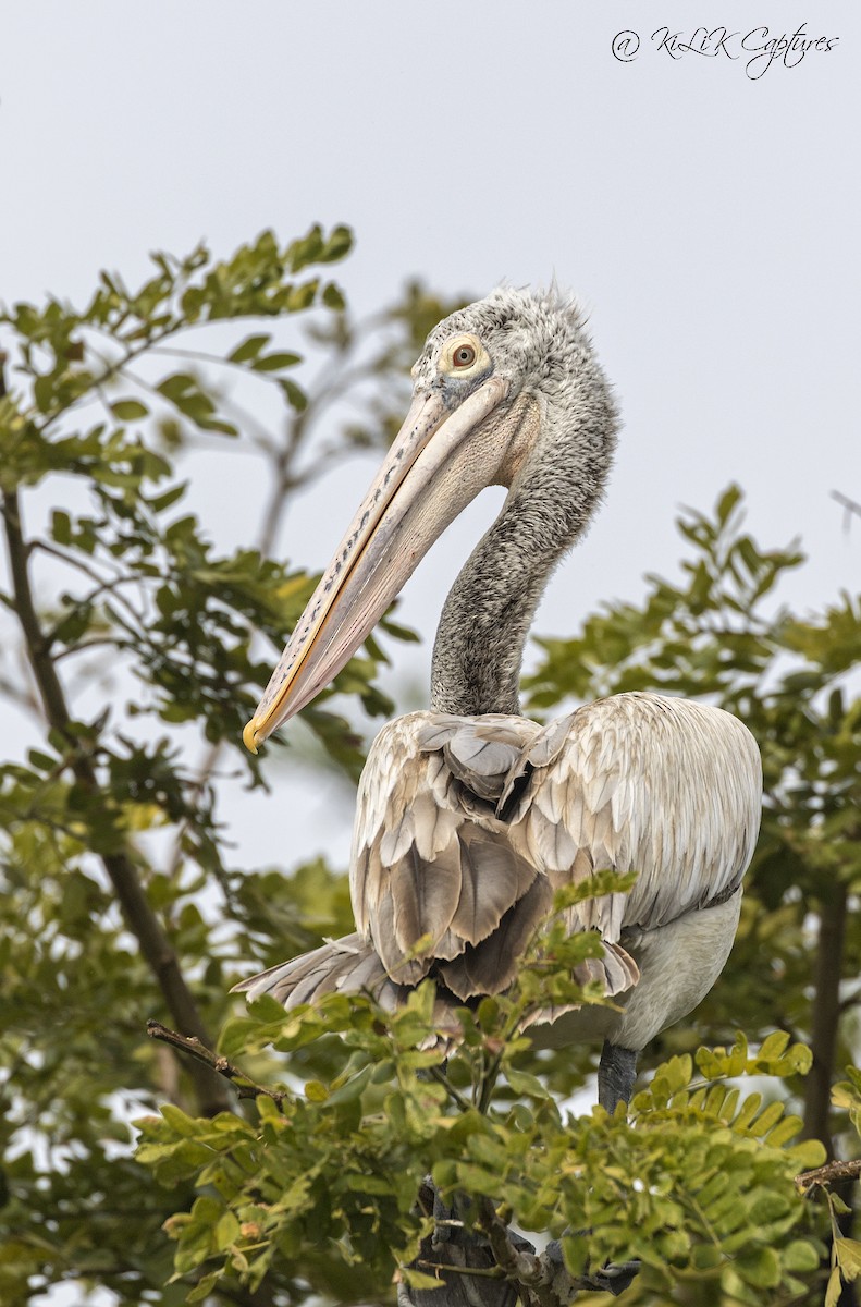 Spot-billed Pelican - ML136018391