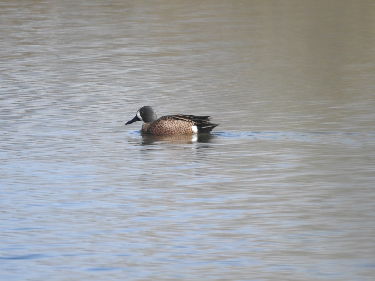 Blue-winged Teal - ML136018501