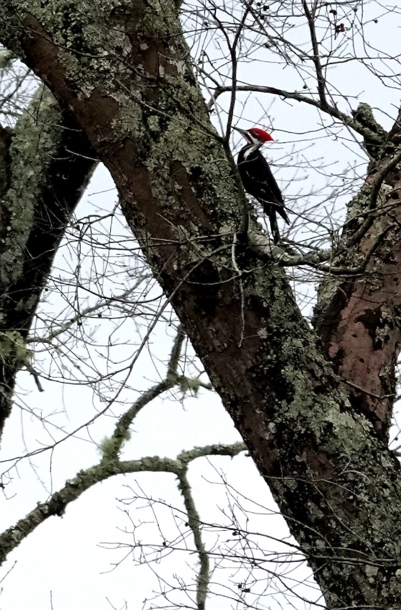 Pileated Woodpecker - ML136019041