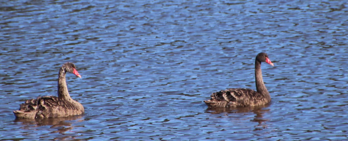 Black Swan - ML136019581