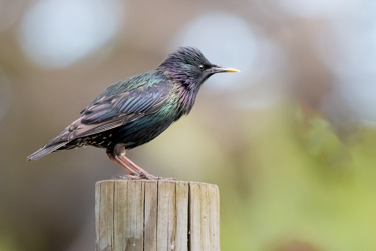 European Starling - Hayley Alexander