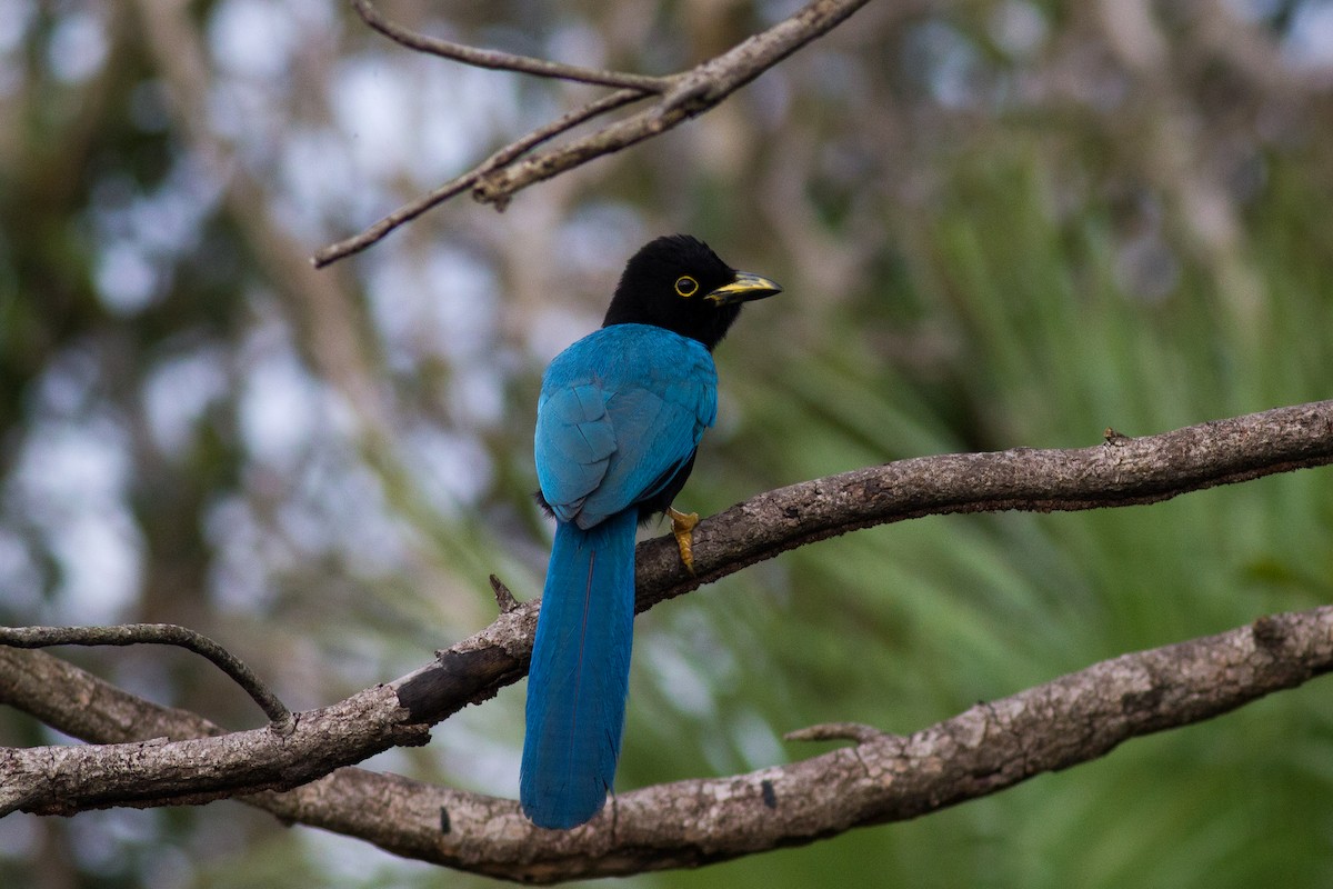 Yucatan Jay - Francis Canto Jr