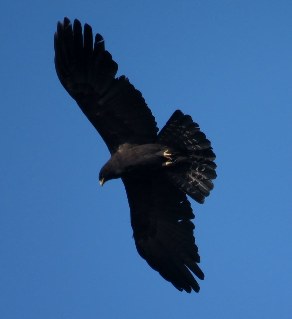 Black Eagle - Rohan Chakravarty