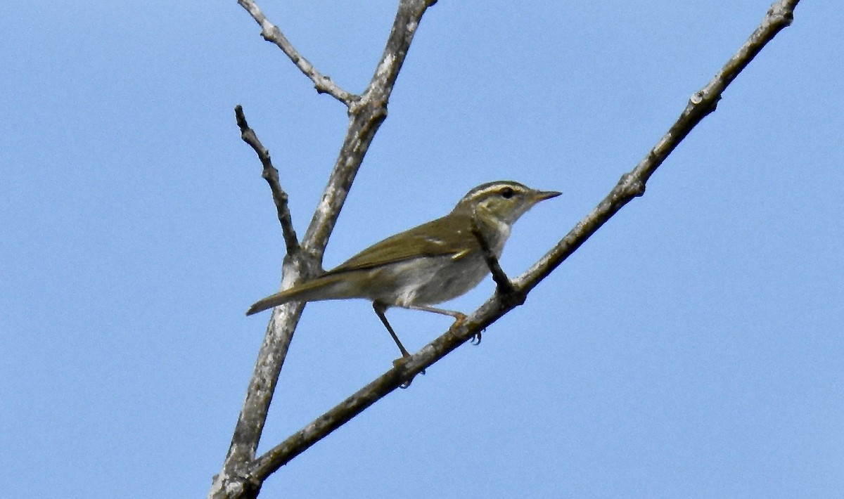 Mosquitero Boreal - ML136023151