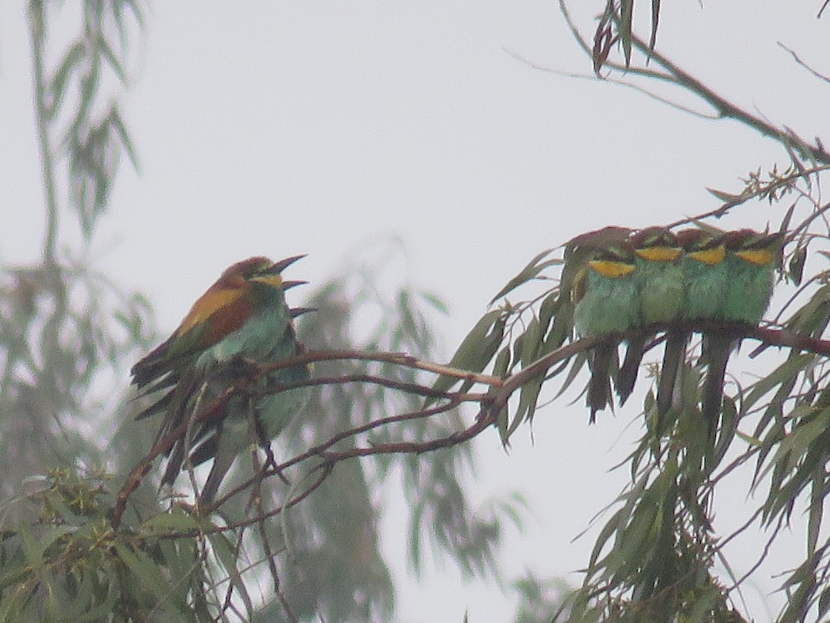 European Bee-eater - Santharam V