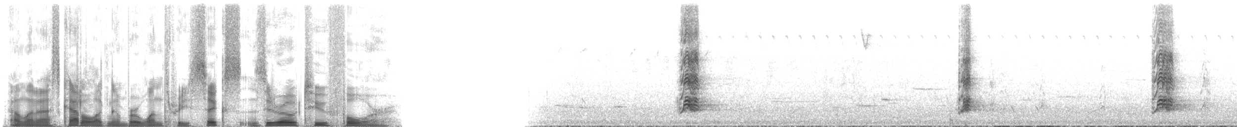 Австралийская султанка - ML136024