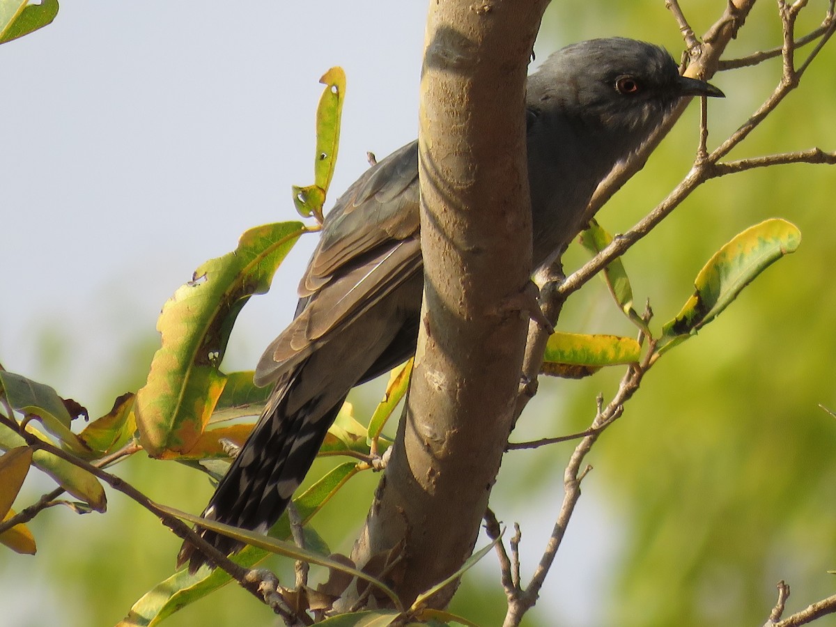 Gray-bellied Cuckoo - ML136024551