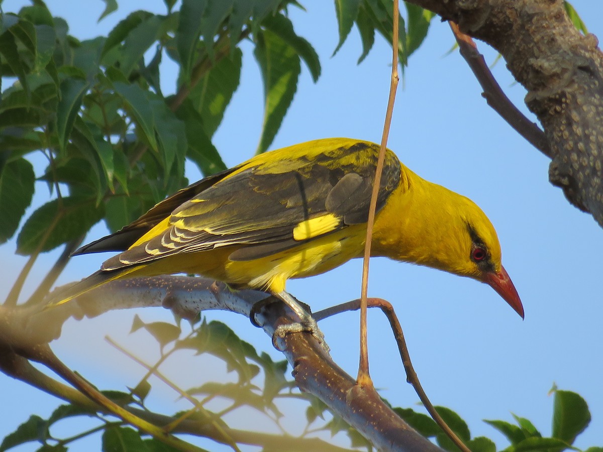 Indian Golden Oriole - ML136024781