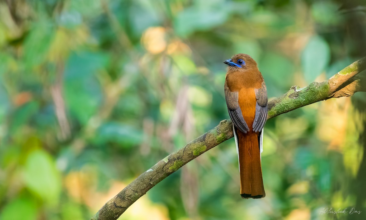 Malabar Trogon - ML136024851