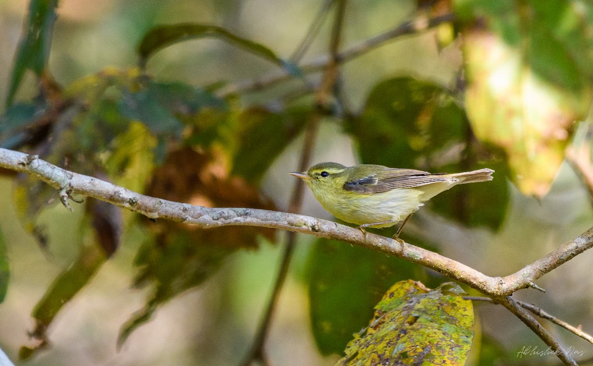 Green Warbler - Abhishek Das