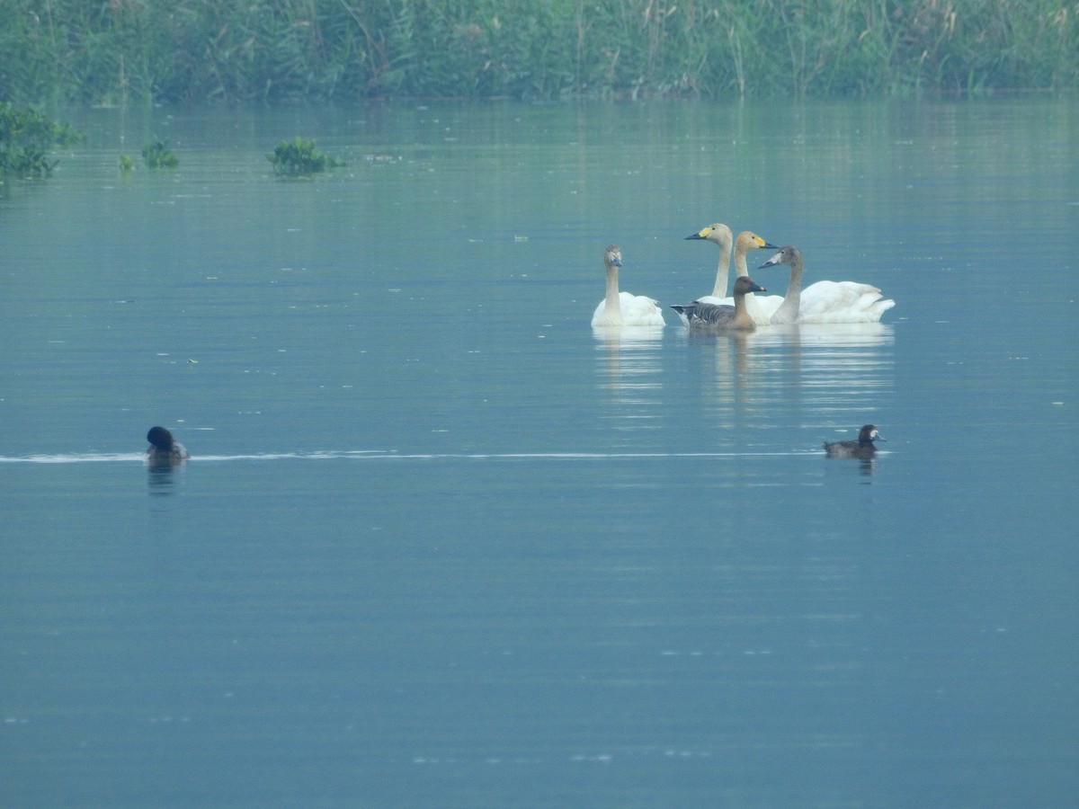 Tundra Bean-Goose - ML136024901