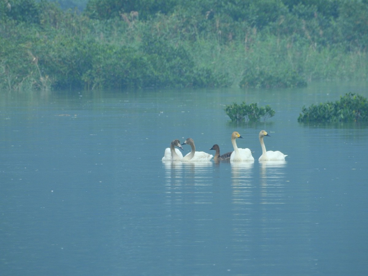 Tundrasaatgans - ML136024991