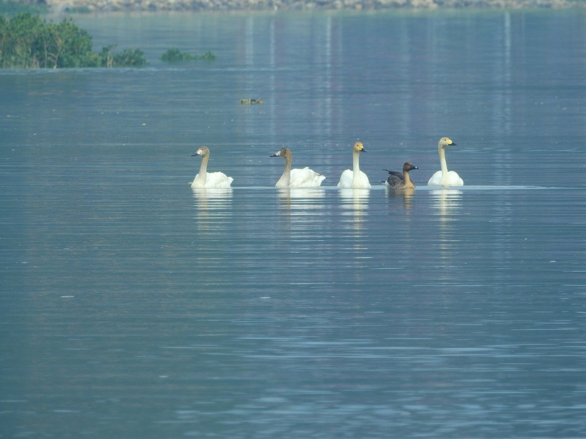 Tundra Bean-Goose - ML136025191