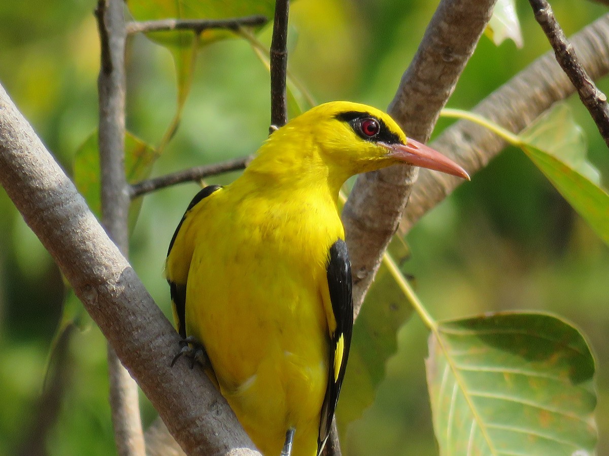 Indian Golden Oriole - ML136025361