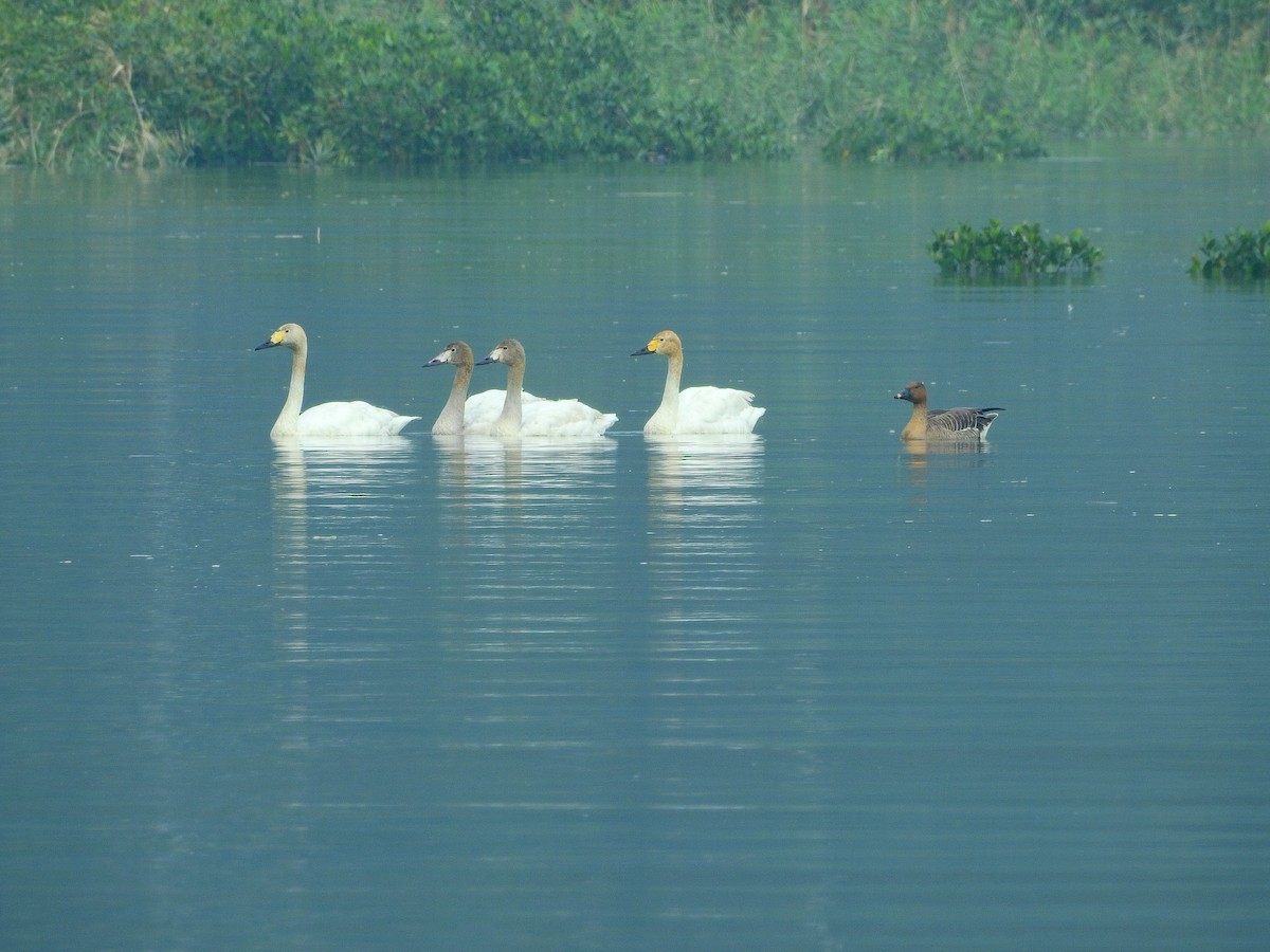 Tundra Swan - ML136025421