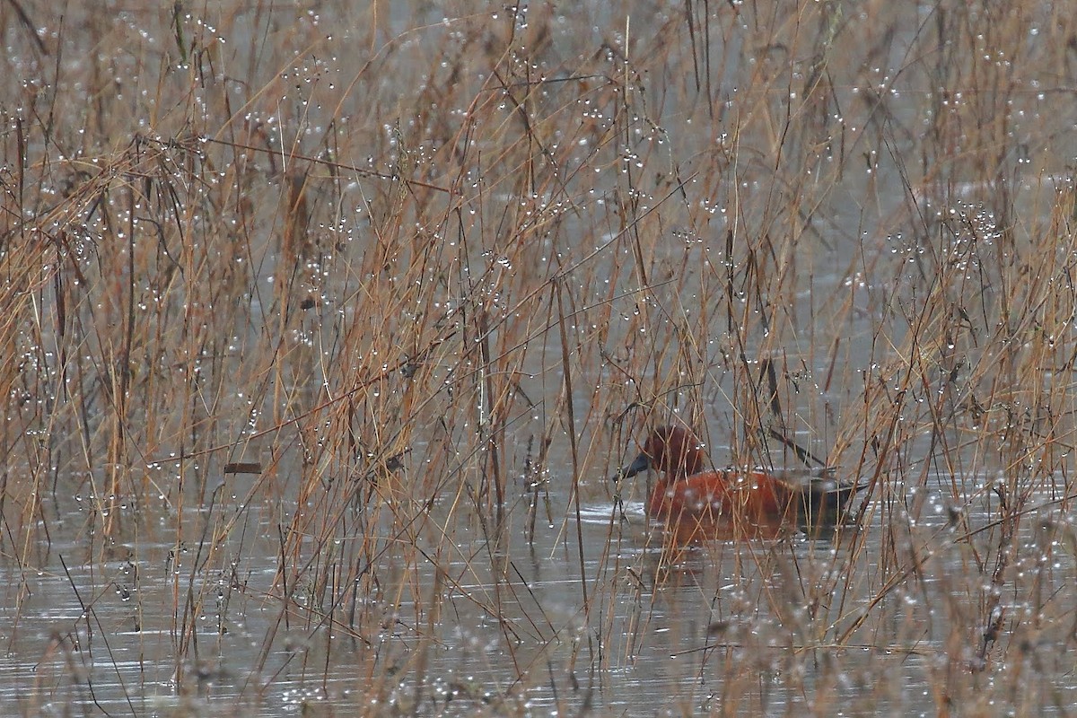 Cinnamon Teal - ML136026431