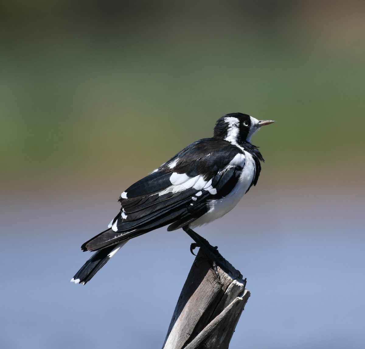 Magpie-lark - ML136026671