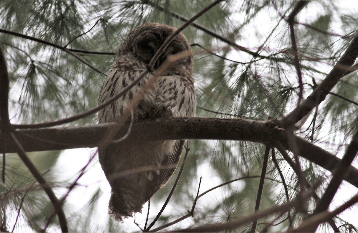 Barred Owl - ML136027461