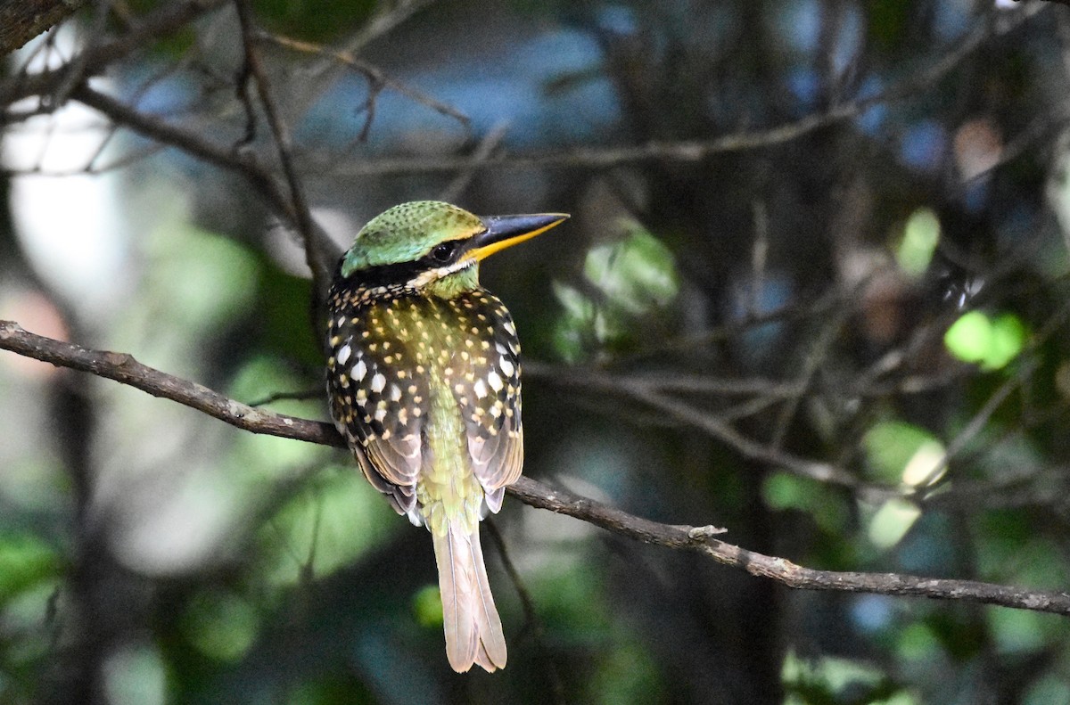 Spotted Kingfisher - ML136029301