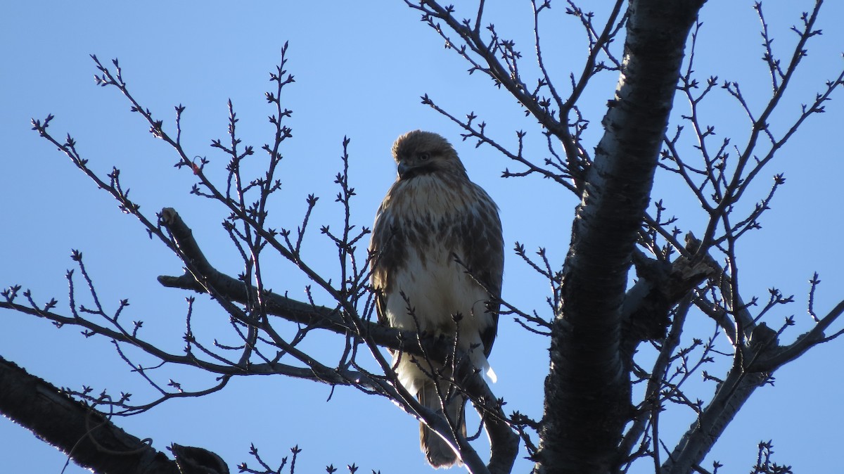 Eastern Buzzard - German Pugnali