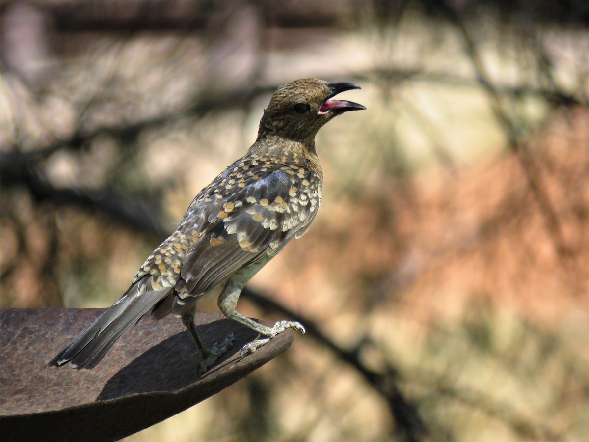 Spotted Bowerbird - Ash Allnutt