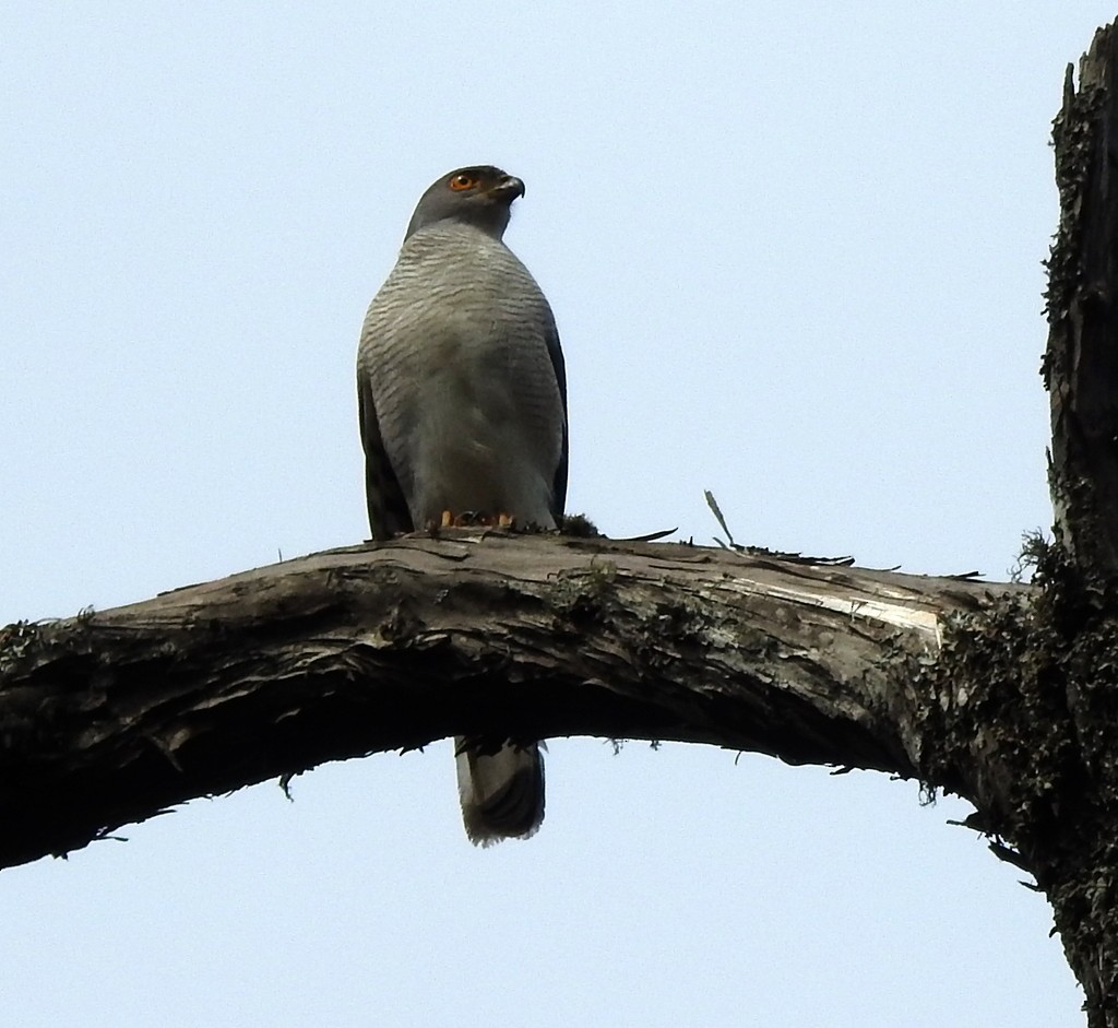 African Goshawk - ML136031121