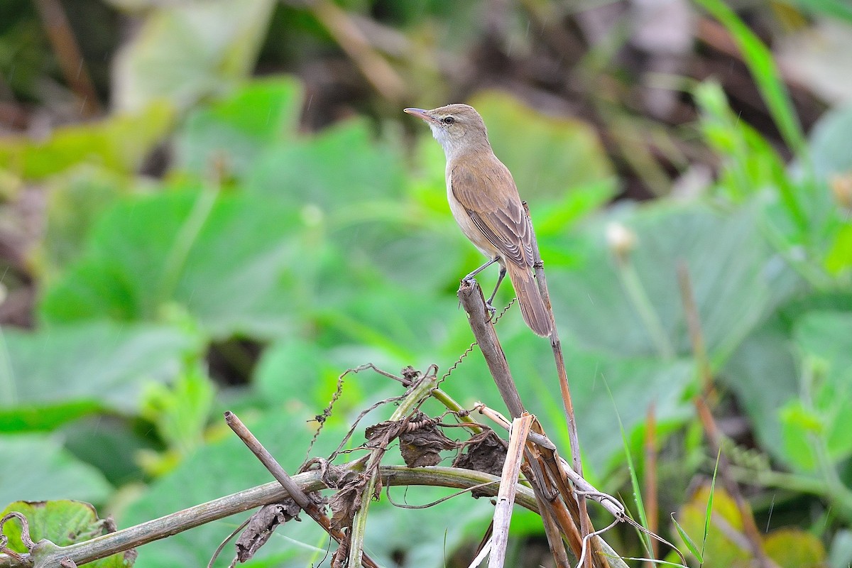 Oriental Reed Warbler - ML136031171